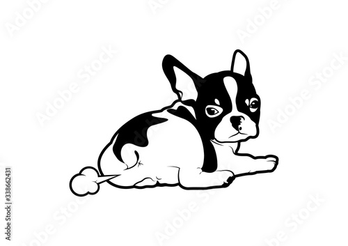 Cute black & white french bulldog puppy is farting and look back to watch his productivity in black and white style.