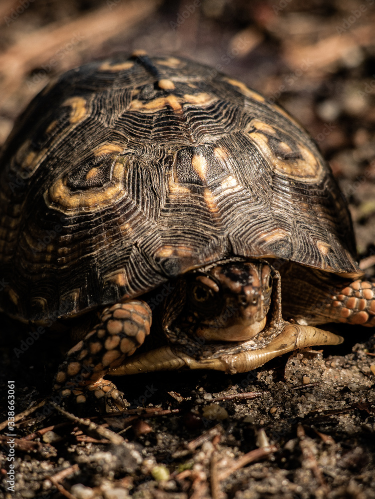 Small Turtle Macro Shot Small Turtle Macro Shot