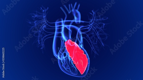3d Illustration Human Heart Left Ventricle For Medical Concept photo