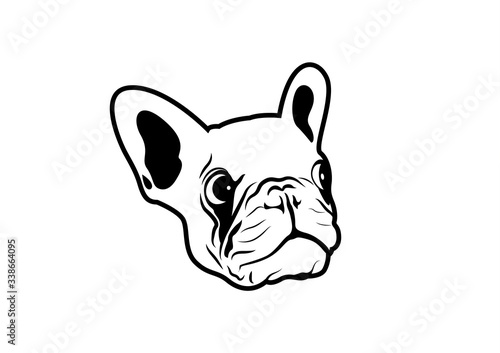 Panic French Bulldog. A little Frenchie has panic face about something.