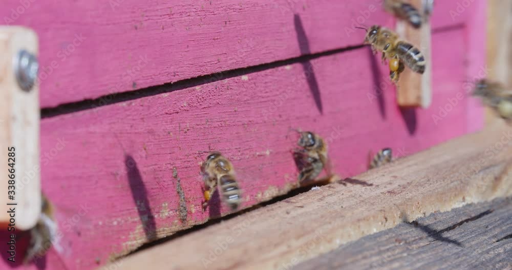 Bees fly with nectar in the apiary Bees fly with nectar in the apiary