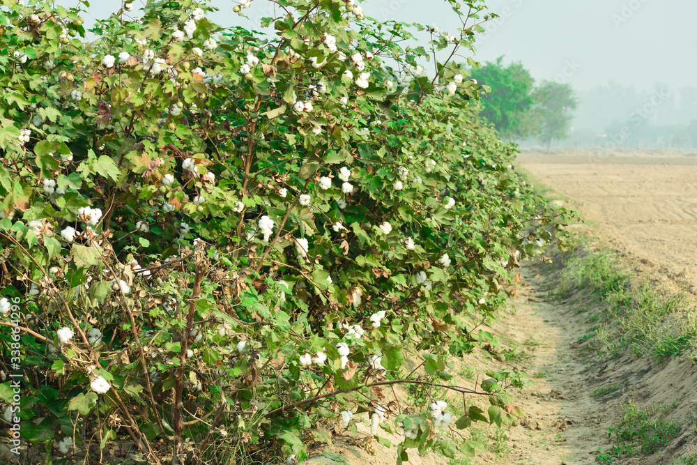 view of cotton plants in an Indian fields 