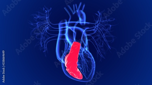 Quadro em tela 3d Illustration Human Heart Right Ventricle For Medical Concept