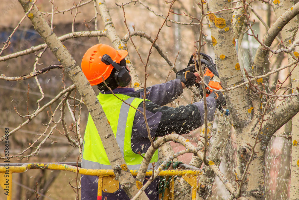 A municipal worker with a chainsaw in his hands cuts branches off an old tree. A municipal worker with a chainsaw in his hands cuts branches off an old tree.