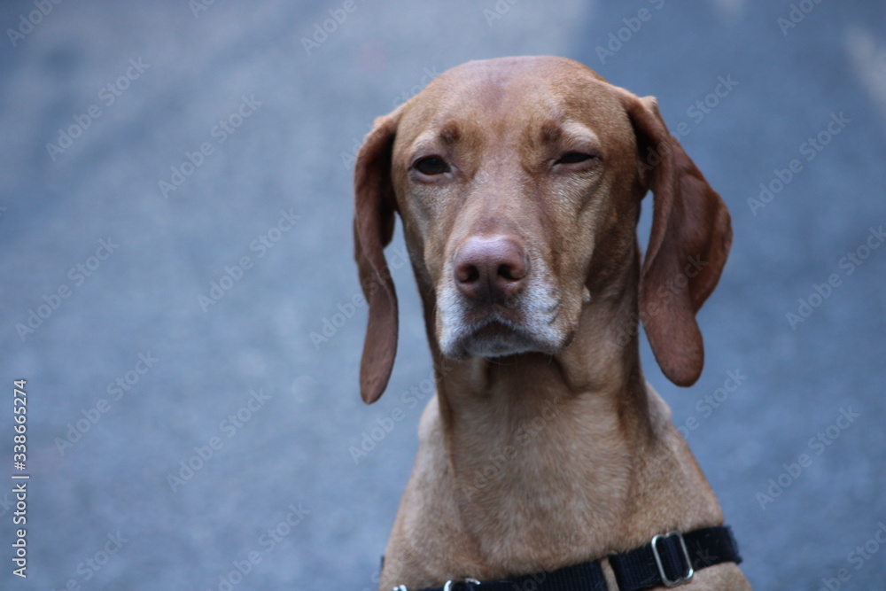 portrait of a dog