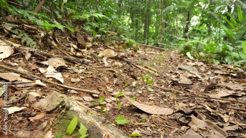 A trail of Leaf Cutter Ants (Atta sp.). In their natural habitat, pristine tropical rainforest near rio Tiputini in the Ecuadorian Amazon photo