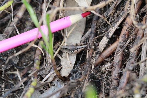 Bilde på lerret Locus / Grasshopper next to pink pencil