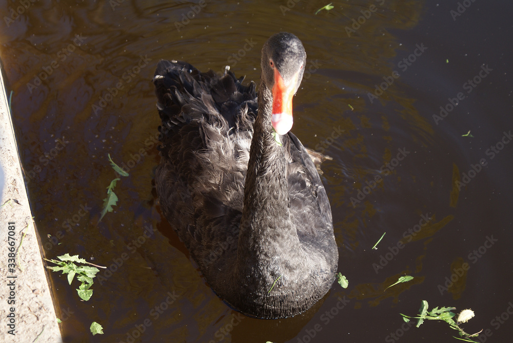 Fototapeta premium A black swan swims in the lake, a beautiful bird.