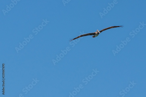 bird  sky  flying  flight  seagull  blue  fly  birds  nature  gull  wings  animal  wildlife  freedom  white  wing  pelican  wild  cloud  clouds  air  geese  sea  soaring  animals