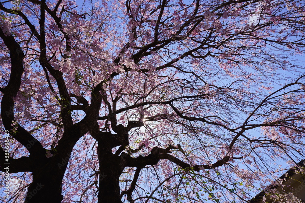2020年4月11日東京都八王子市の「団地で撮影したしだれ桜」5
2020年4月11日東京都八王子市の「団地で撮影したしだれ桜」5