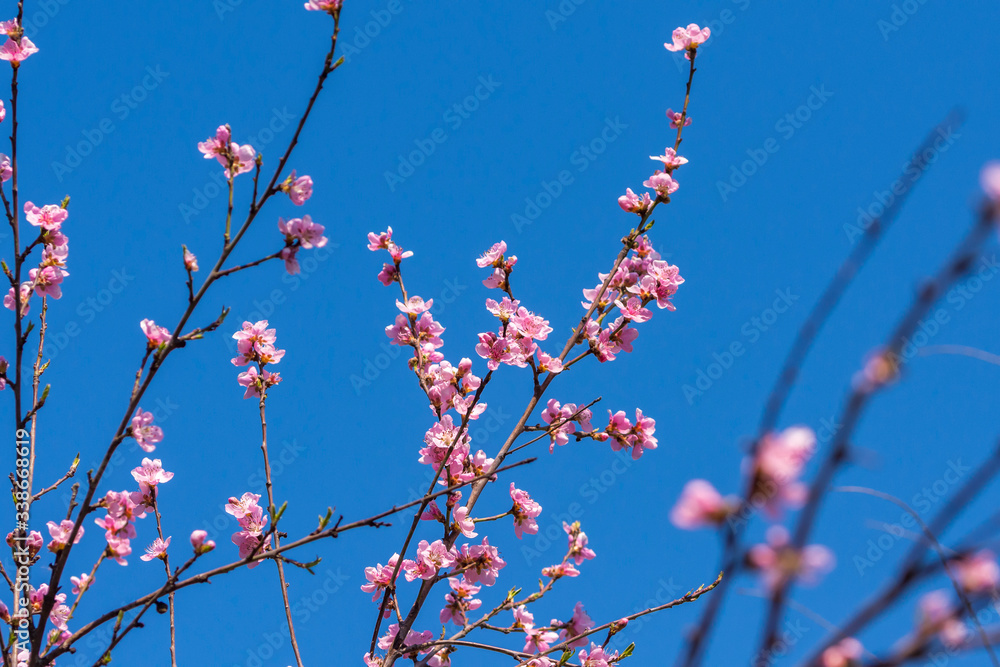 Äste mit pinken Blüten vor blauem Himmel Äste mit pinken Blüten vor blauem Himmel
