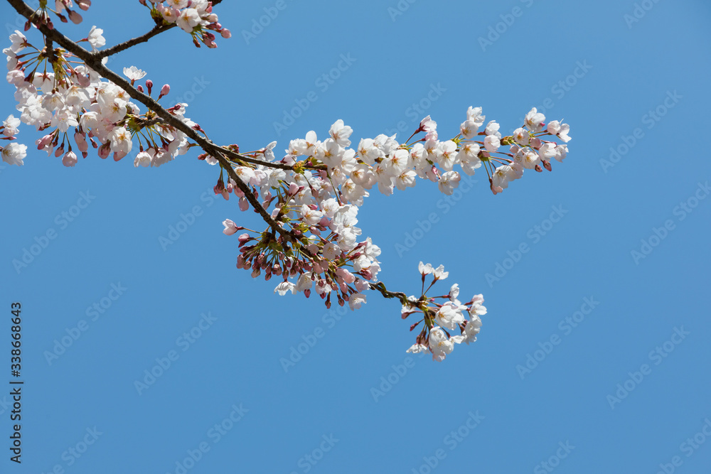 Spring flowers, white cherry closeup, blue sky background Spring flowers, white cherry closeup, blue sky background