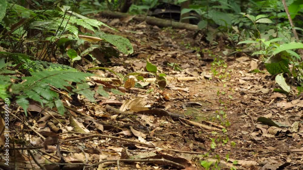 A trail of Leaf Cutter Ants (Atta sp.) in their natural habitat, pristine tropical rainforest near rio Tiputini in the Ecuadorian Amazon A trail of Leaf Cutter Ants (Atta sp.) in their natural habitat, pristine tropical rainforest near rio Tiputini in the Ecuadorian Amazon