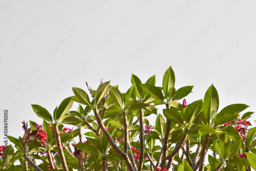 Obraz premium Plumerias or Temple Trees