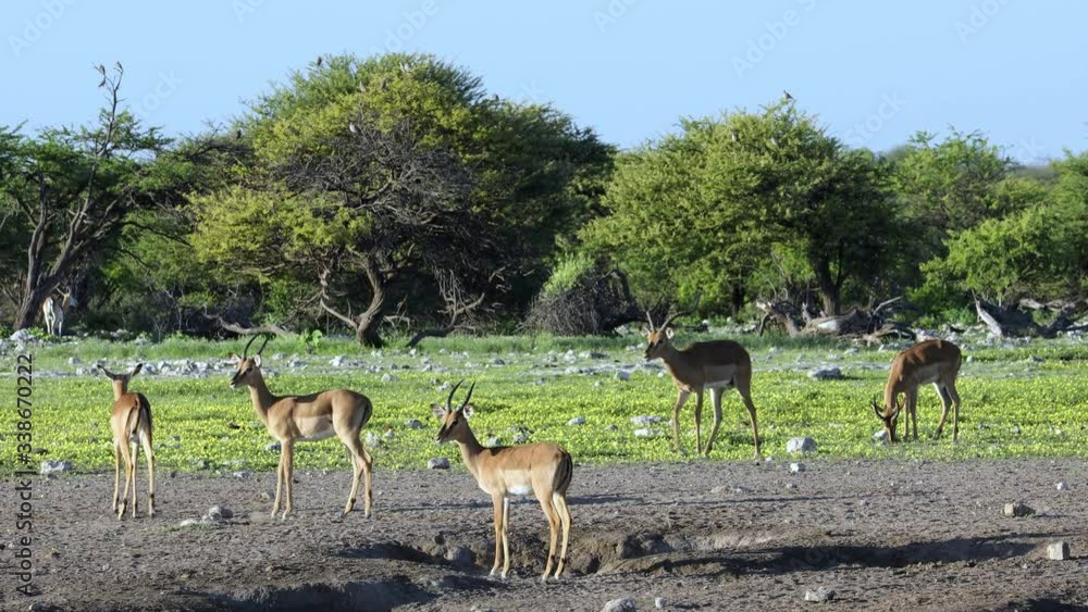 Alert impala antelopes (Aepyceros melampus) running among yellow wild flowers, Etosha National Park, Nambia Alert impala antelopes (Aepyceros melampus) running among yellow wild flowers, Etosha National Park, Nambia