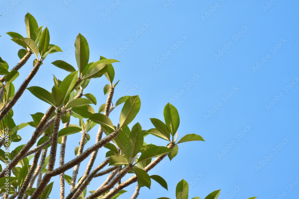 Obraz premium Plumerias or Temple Trees