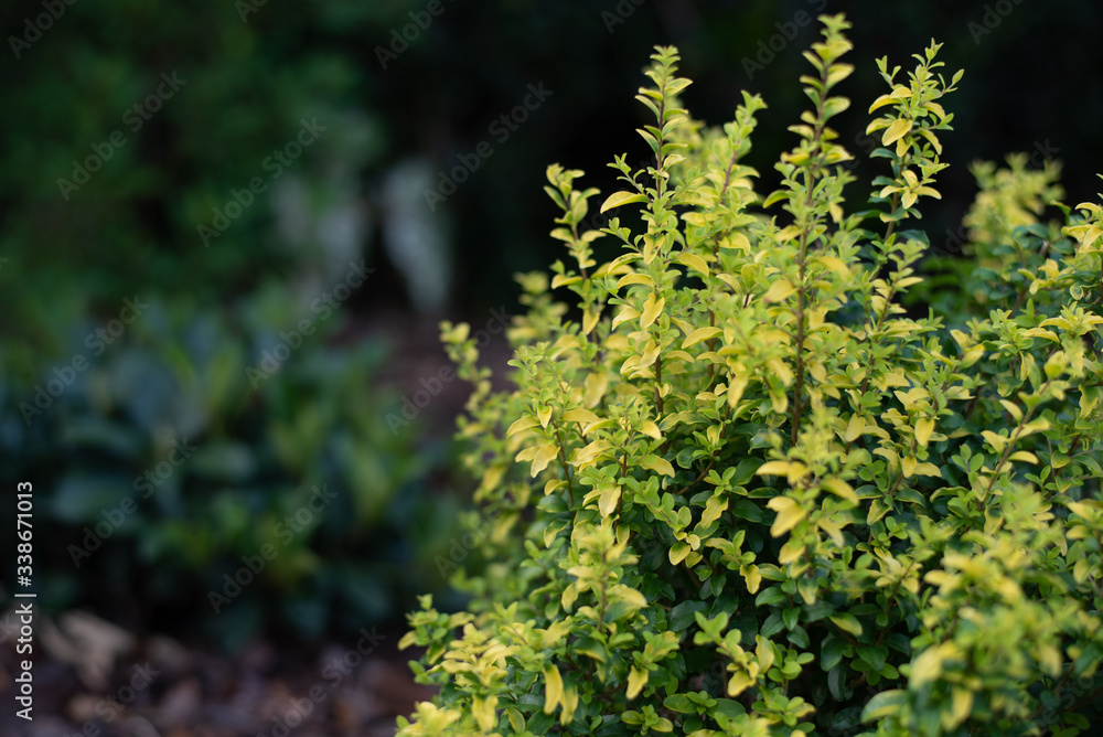 Sunshine ligustrum, a small privet decorative shrub with bright yellow and lime leaves
Sunshine ligustrum, a small privet decorative shrub with bright yellow and lime leaves