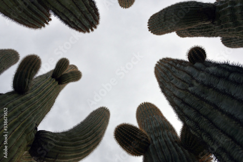 Looking up at big Saguaro cacti in Arizona