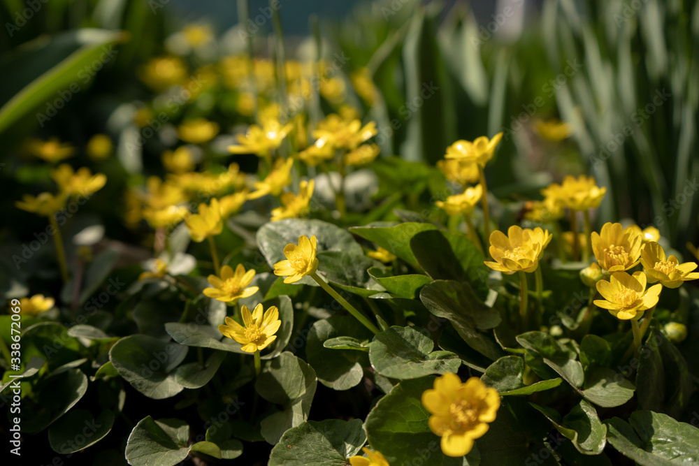wild yellow flowers on spring field wild yellow flowers on spring field