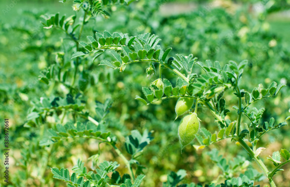 Chickpeas plantation Chickpeas plantation
