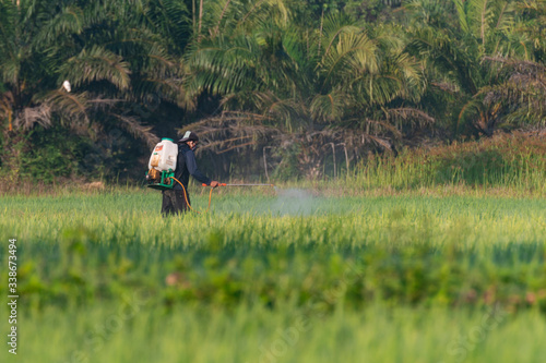 Fototapeta Naklejka Na Ścianę i Meble -  Farmer is spraying  something to plants in his rice field.