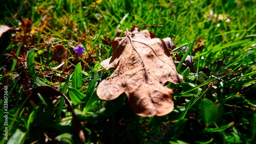 brown leaf in the grass © Сергей Церковный