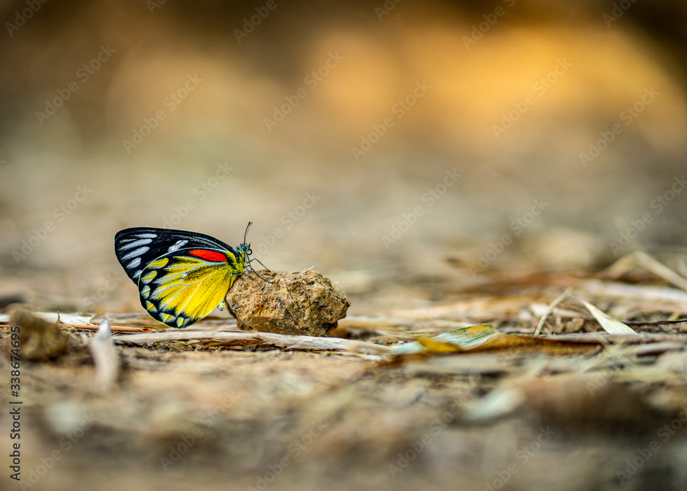A close-up of Beauty butterfly resting on ground
