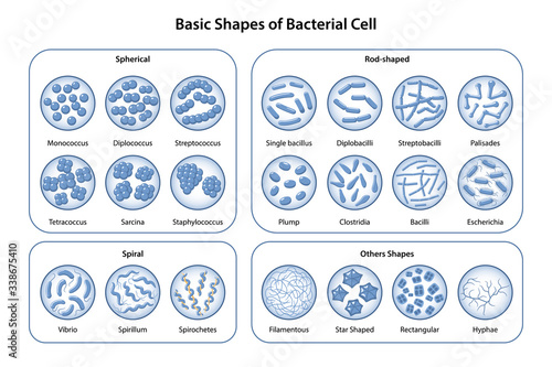 Basic shapes and arrangements of bacteria. Morphology. Microbiology. Types of shapes: spherical, rod-shaped and spiral. Bacteria in magnifying glass. Vector illustration in flat style