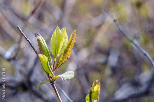 Young green tree leaves in early spring. early buds. Selective and soft focus blurry for relaxing mood inspirational concept.