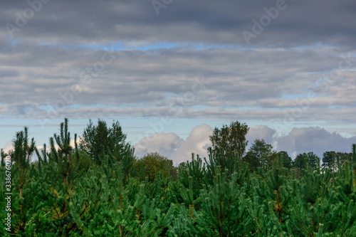 Beautiful blue sky with gray clouds over green trees in the forest in the evening.