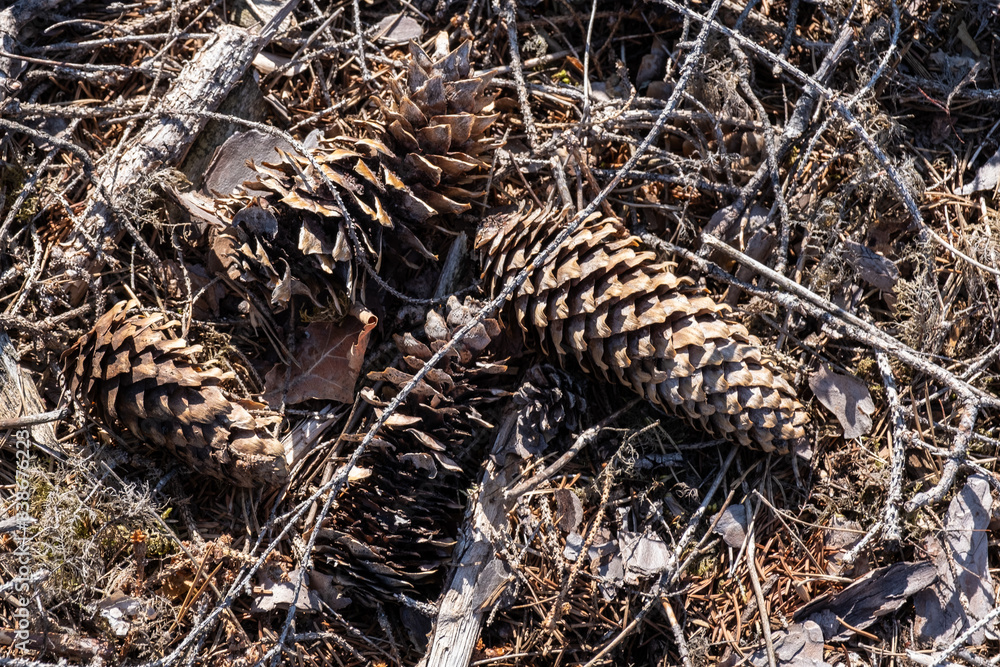 Brown pine cones fallen in the ground in forest. Closeup shot of pine cones. Brown pine cones fallen in the ground in forest. Closeup shot of pine cones.