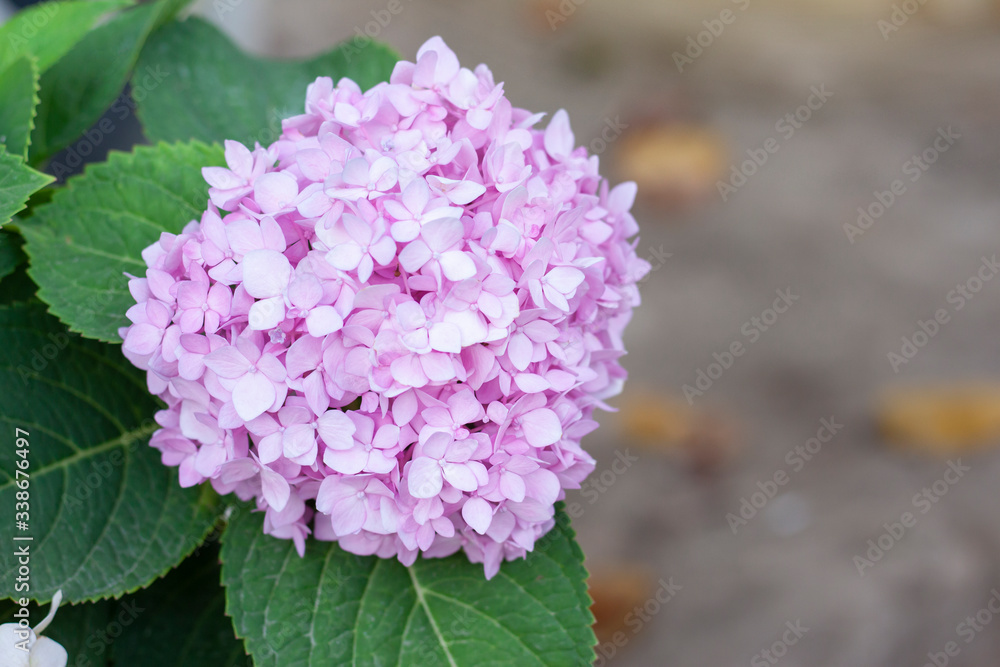Obraz premium Pink Hydrangea flower bloom on tree in the garden.