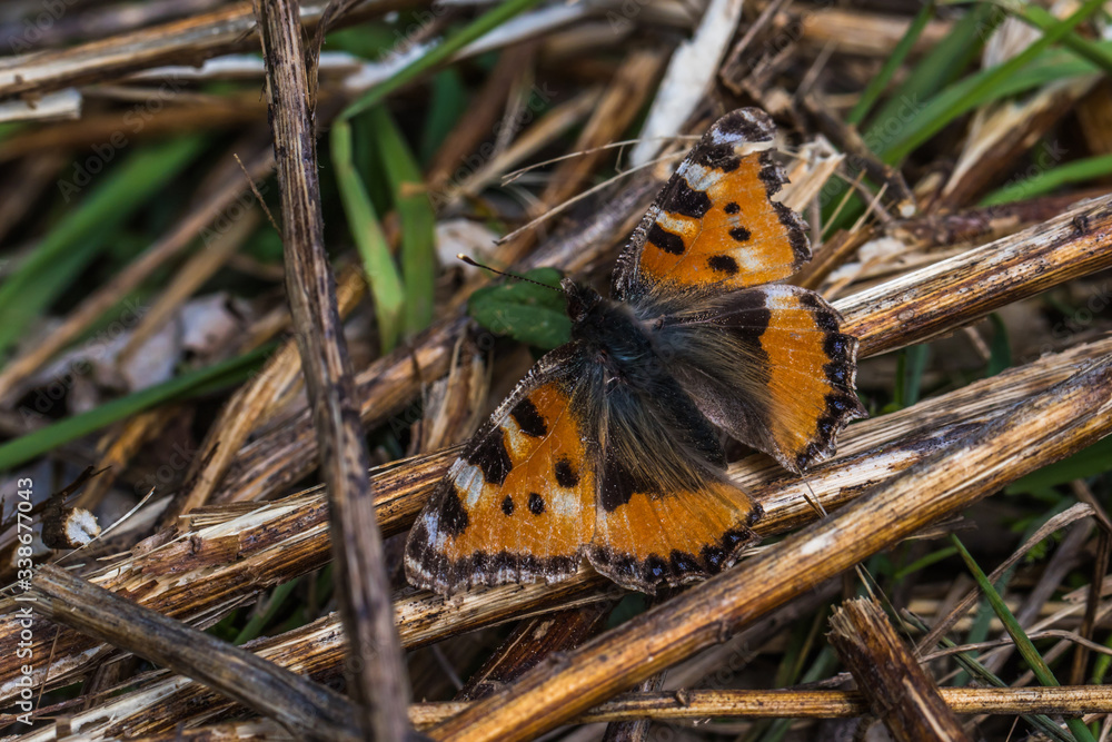 Large tortoiseshell (Nymphalis polychloros)