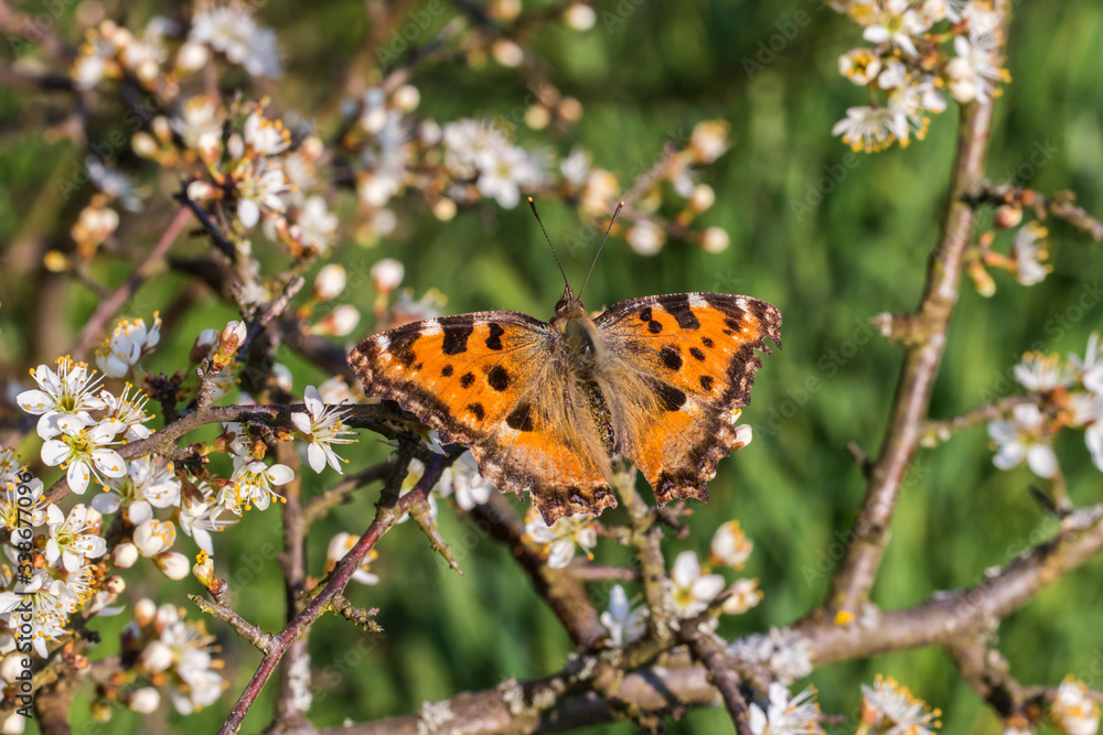 Large tortoiseshell (Nymphalis polychloros)