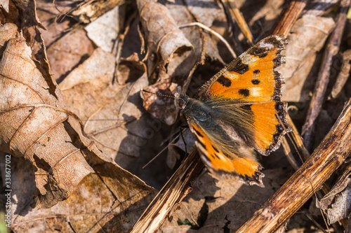 Obraz na płótnie Large tortoiseshell (Nymphalis polychloros) w salonie