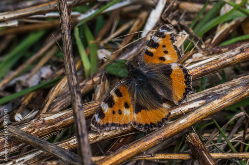 Obraz na płótnie Large tortoiseshell (Nymphalis polychloros) w salonie