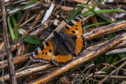 Obraz na płótnie Large tortoiseshell (Nymphalis polychloros) w salonie