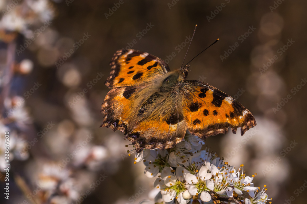 Large tortoiseshell (Nymphalis polychloros)