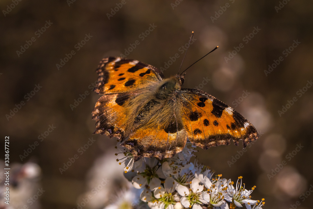 Large tortoiseshell (Nymphalis polychloros)
