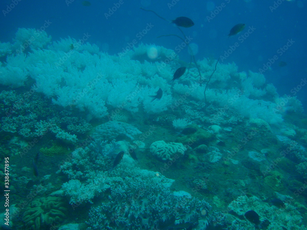 Obraz premium 珊瑚の白化現象