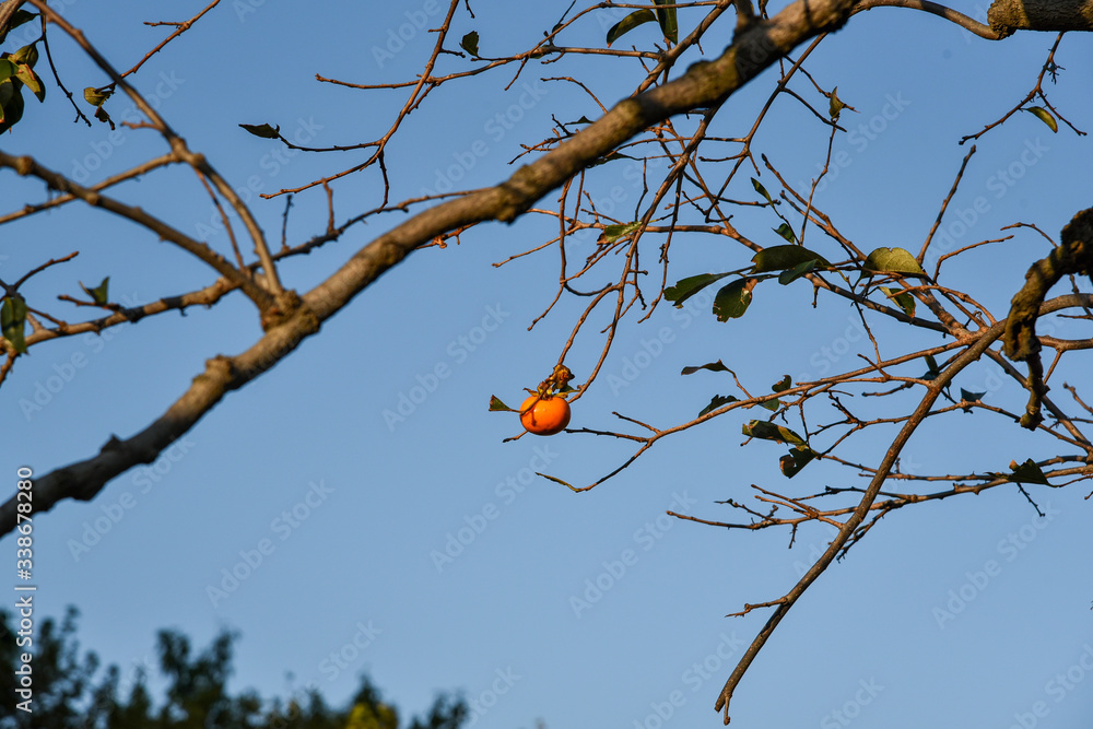 Autumn red persimmons in Busan Autumn red persimmons in Busan