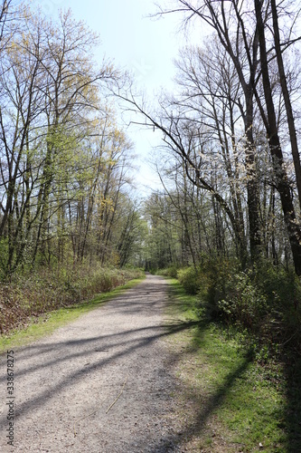 Forest path under trees dark shadows © Dave