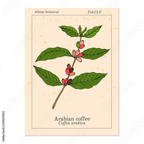 Coffee tree branch coffea arabica 