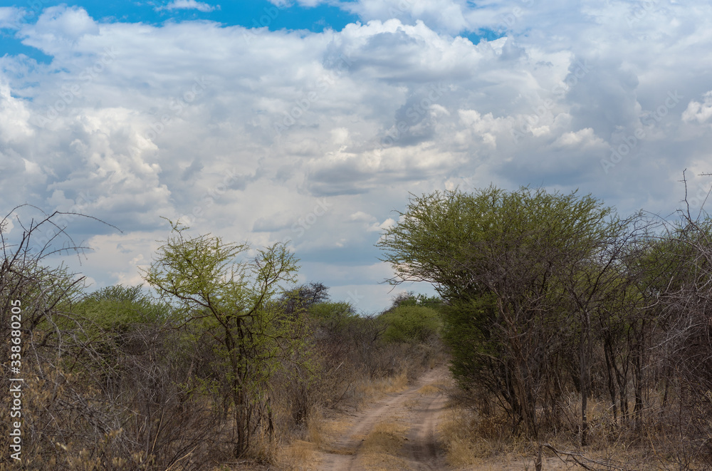 sandy road in Khaudum National Park, Namibia