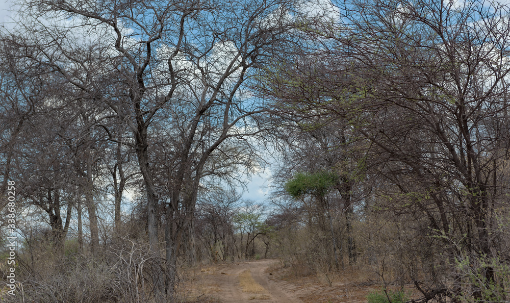 sandy road in Khaudum National Park, Namibia sandy road in Khaudum National Park, Namibia
