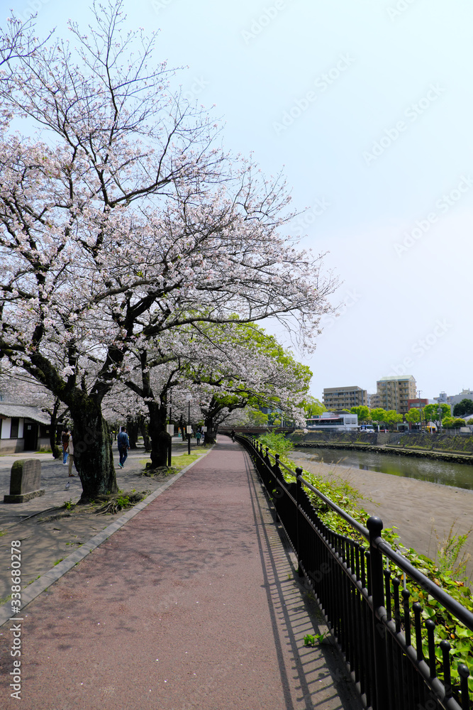 川と並行する甲突川の桜並木