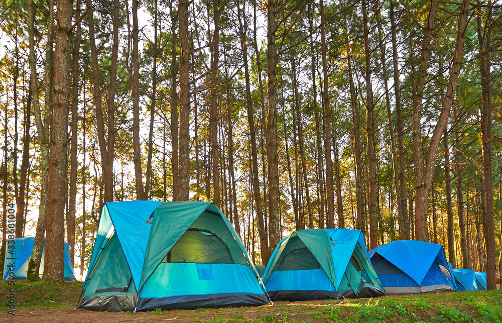 Camping and tents under the pine forest in sunset at Chiang Mai North of Thailand