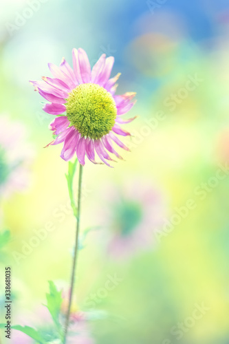 Pink aster flower on a beautiful blurred natural background. Selective soft focus.