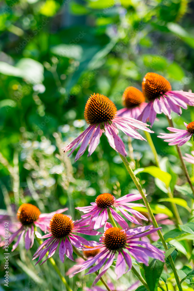 Echinacea flowers in the summer garden Echinacea flowers in the summer garden