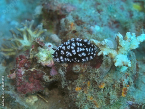 The amazing and mysterious underwater world of Indonesia, North Sulawesi, Manado, sea slug